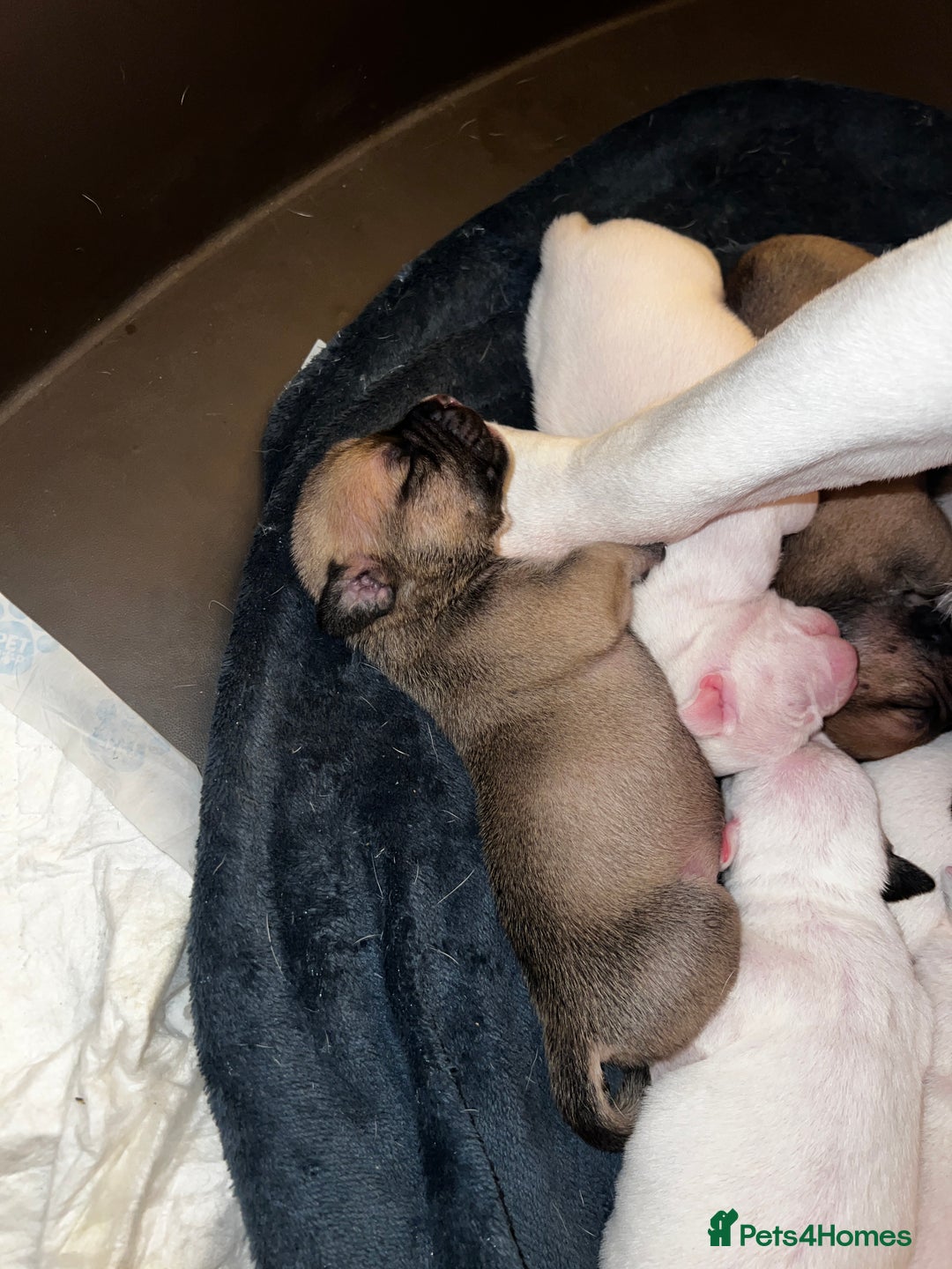 Mixed Breed dogs for sale: Bulldach Puppies - Image 12