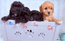 Maltipoo dogs for sale: ✨ Adorable Maltipoo Puppies Ready for New Homes ✨ - Image 14