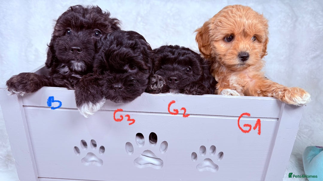 Maltipoo dogs for sale: ✨ Adorable Maltipoo Puppies Ready for New Homes ✨ - Image 14