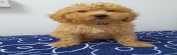 Miniature Poodle dogs for sale: Beautiful miniature poodle puppies ready now - Advert 31