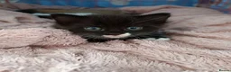Mixed Breed cats for sale: Adorable kittens for sale  - Advert 9