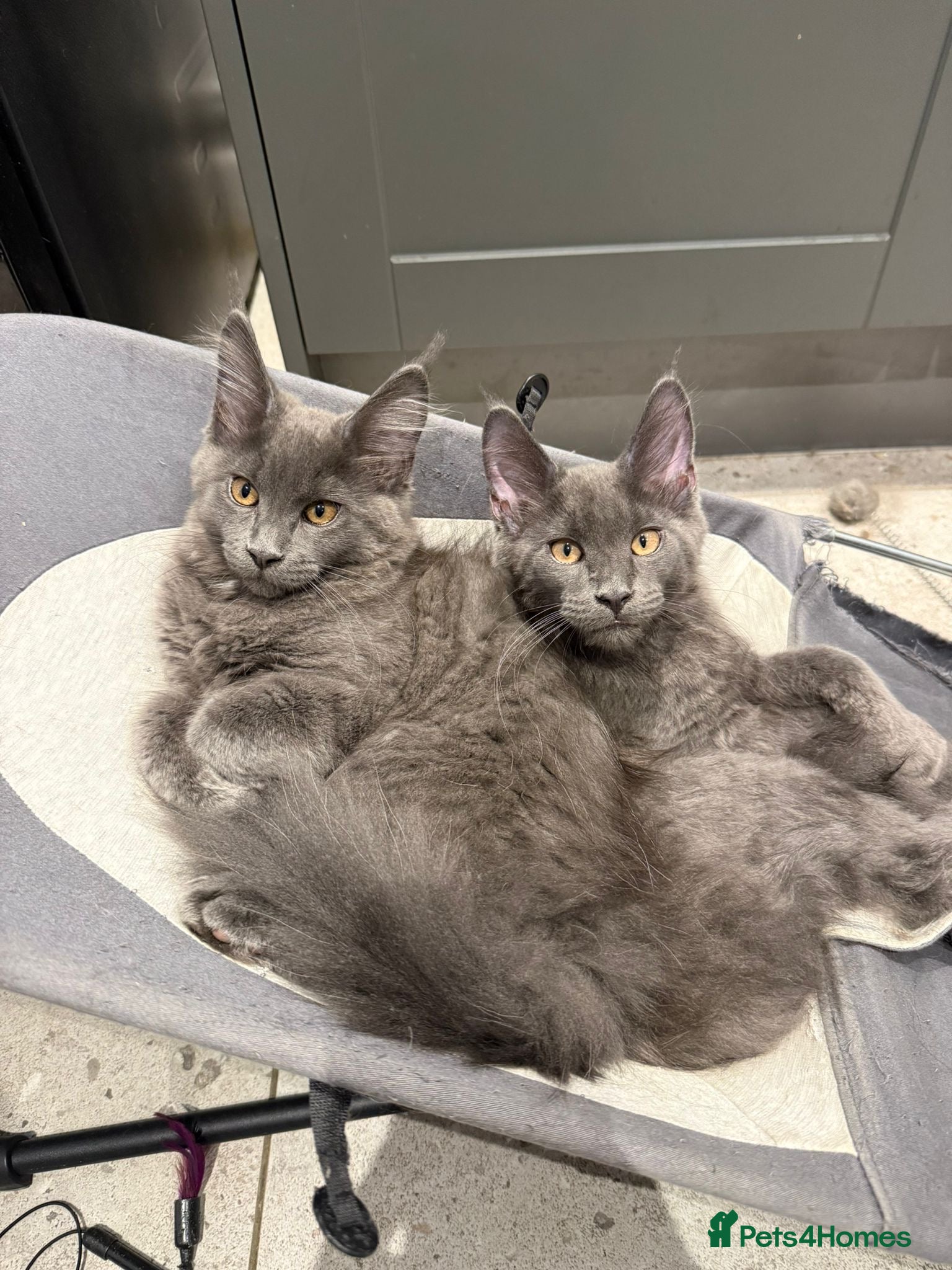 Maine Coon cats Beautiful Maine coons from registered parents - Advert 2