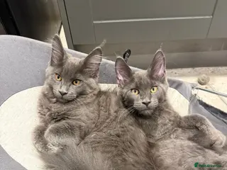 Maine Coon cats Beautiful Maine coons from registered parents - Advert 2