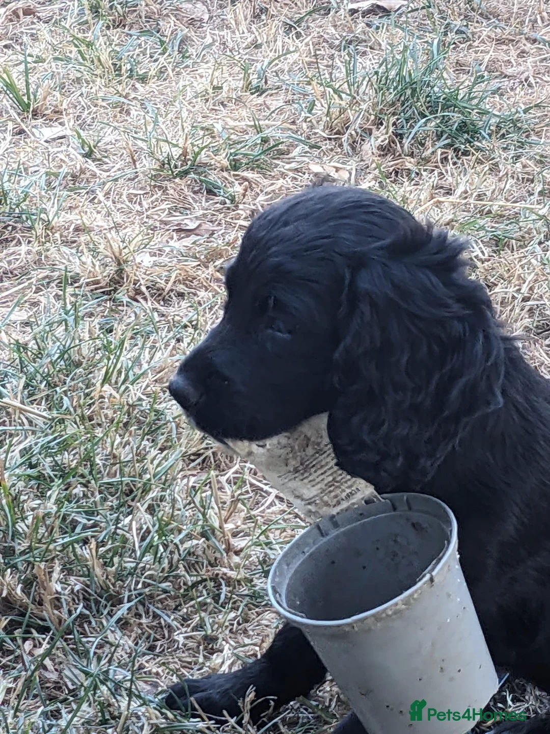 Sprocker dogs for sale: Sprocker Boys - Advert 17