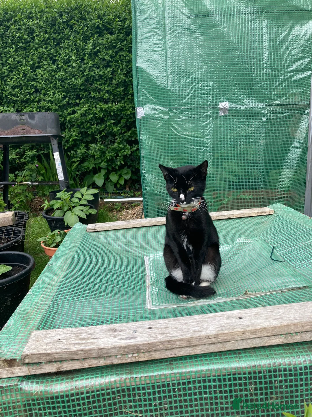 Mixed Breed cats for sale: Lovely female kitten looking for a home. - Advert 1