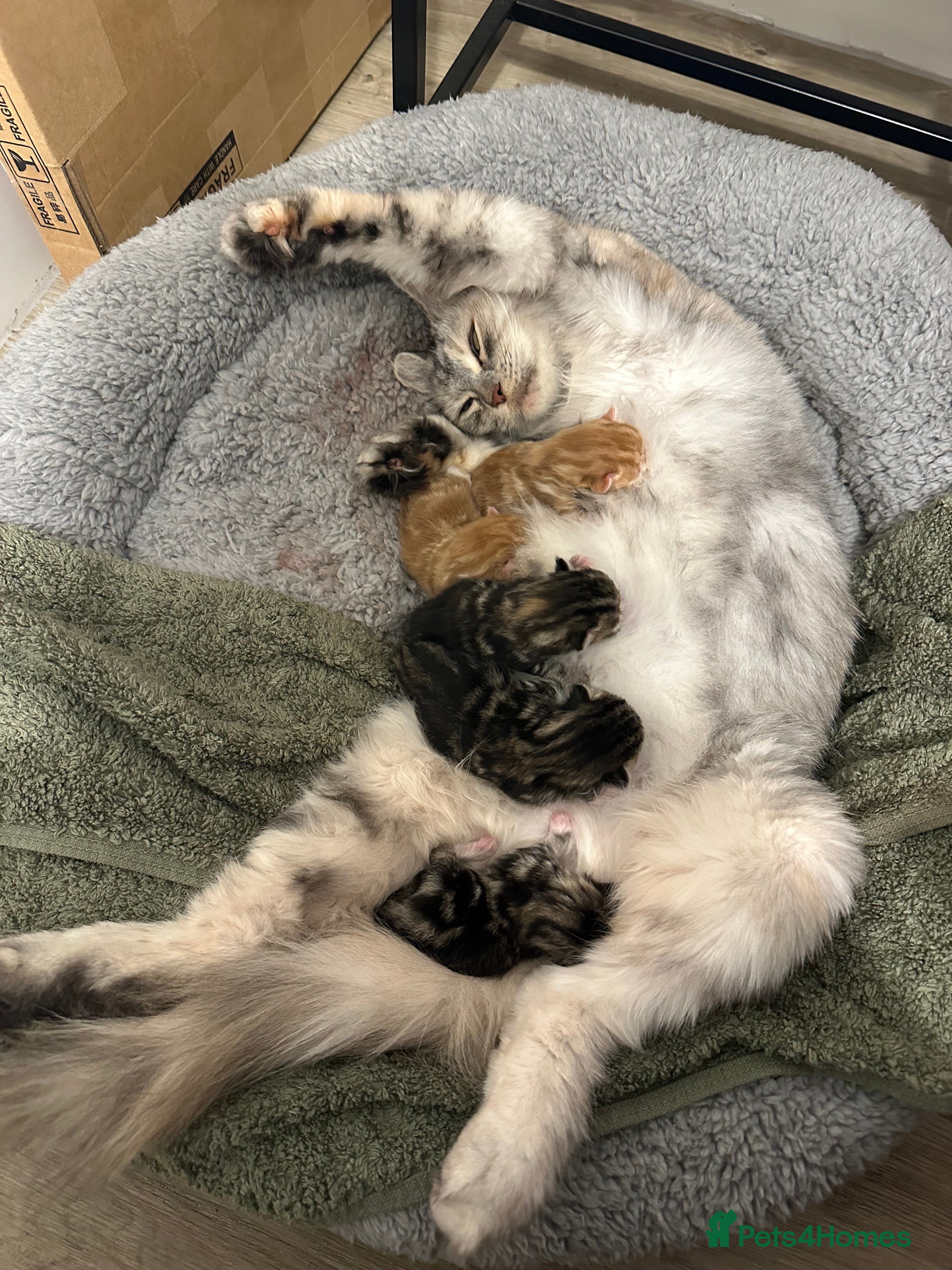 Mixed Breed cats Kittens available today! - Advert 1