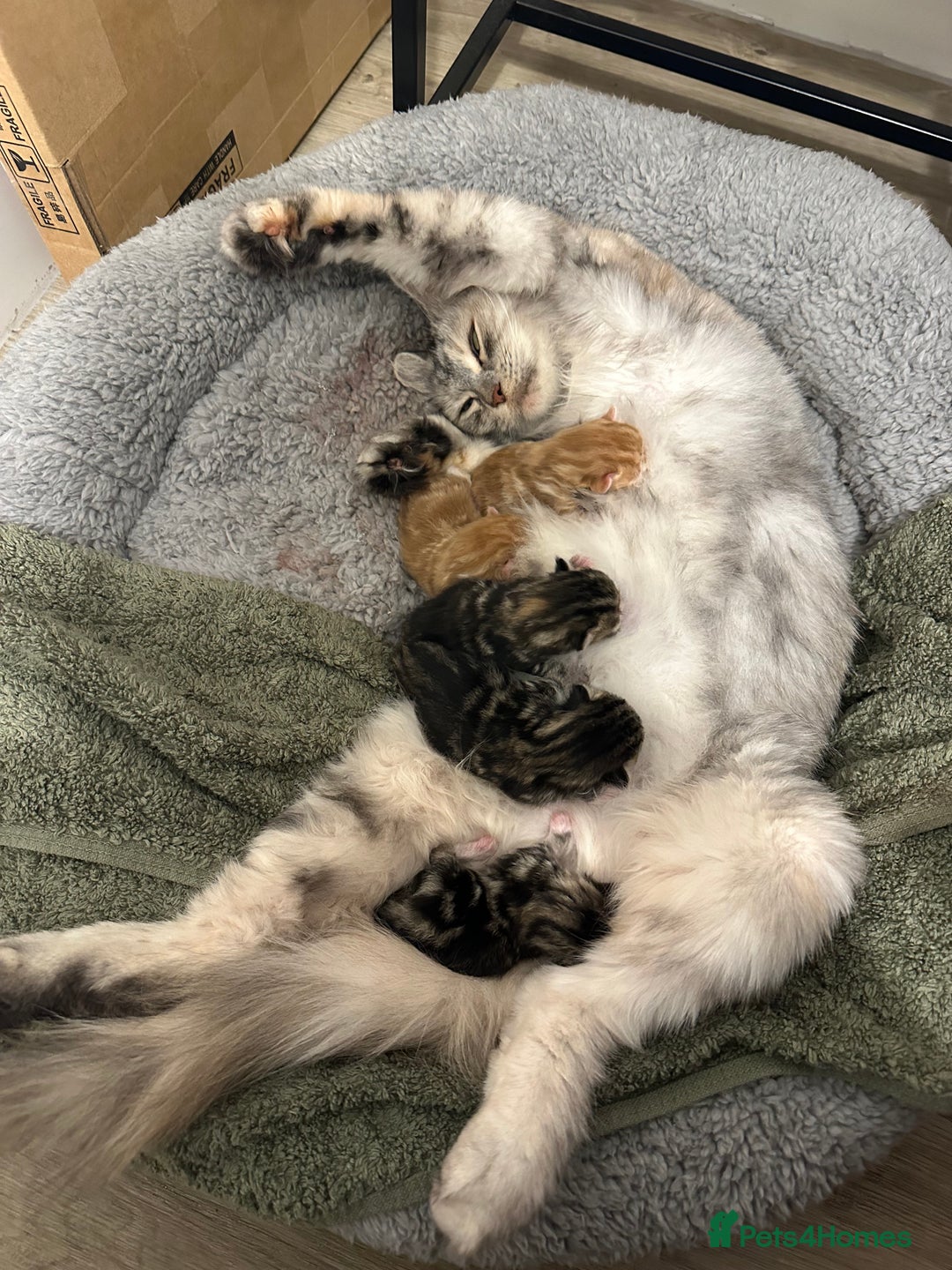 Mixed Breed cats for sale: Kittens available today! - Advert 1