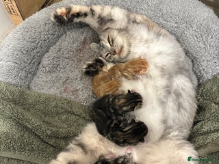 Mixed Breed cats Kittens available today! - Advert 1