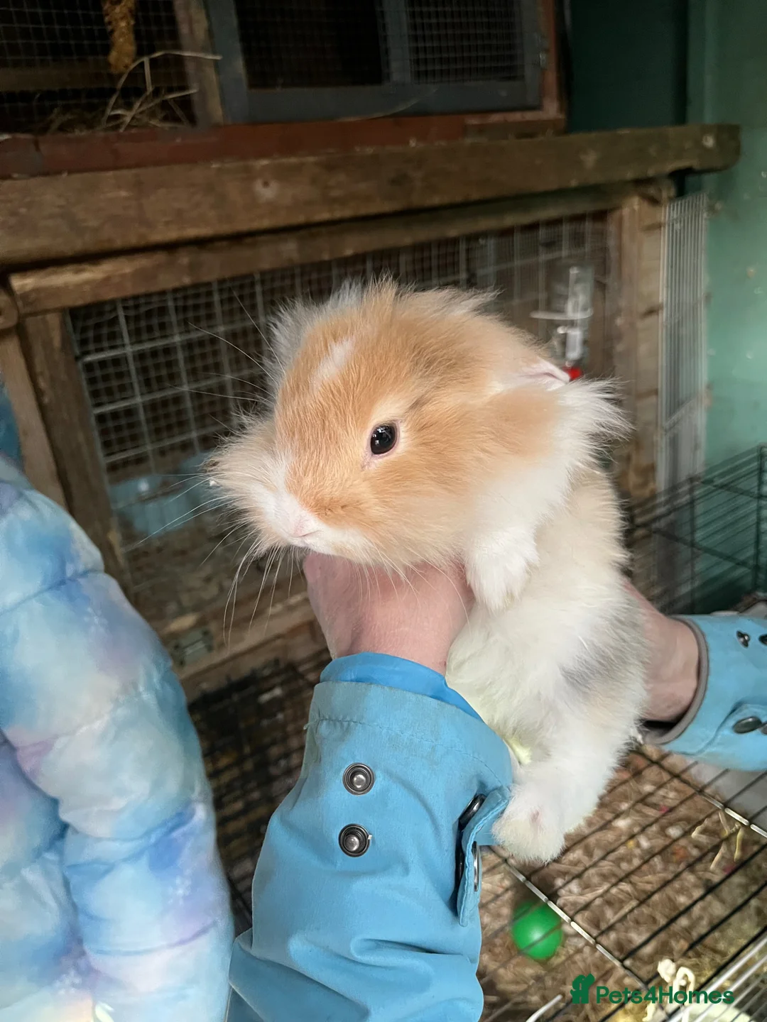 Mixed Breed rabbits for sale: Mixed Dutch Rabbits *please read description* in Doncaster - Advert 2