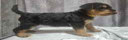 Airedale Terrier dogs for sale: Gorgeous Airedale Litter! - Advert 5