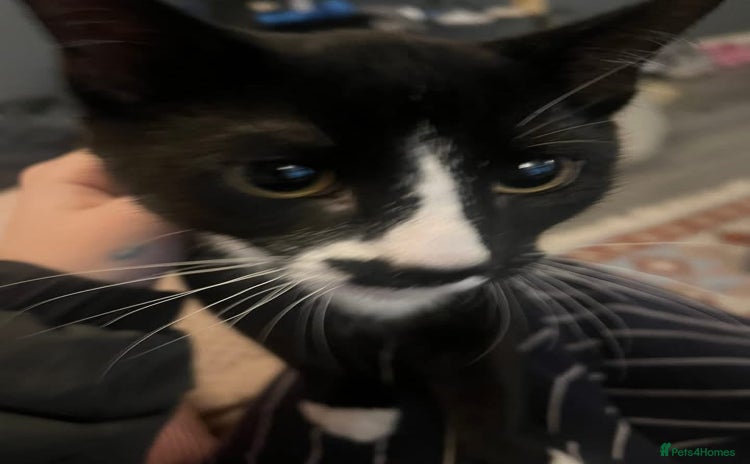 Mixed Breed cats Kitten for sale - Advert 8