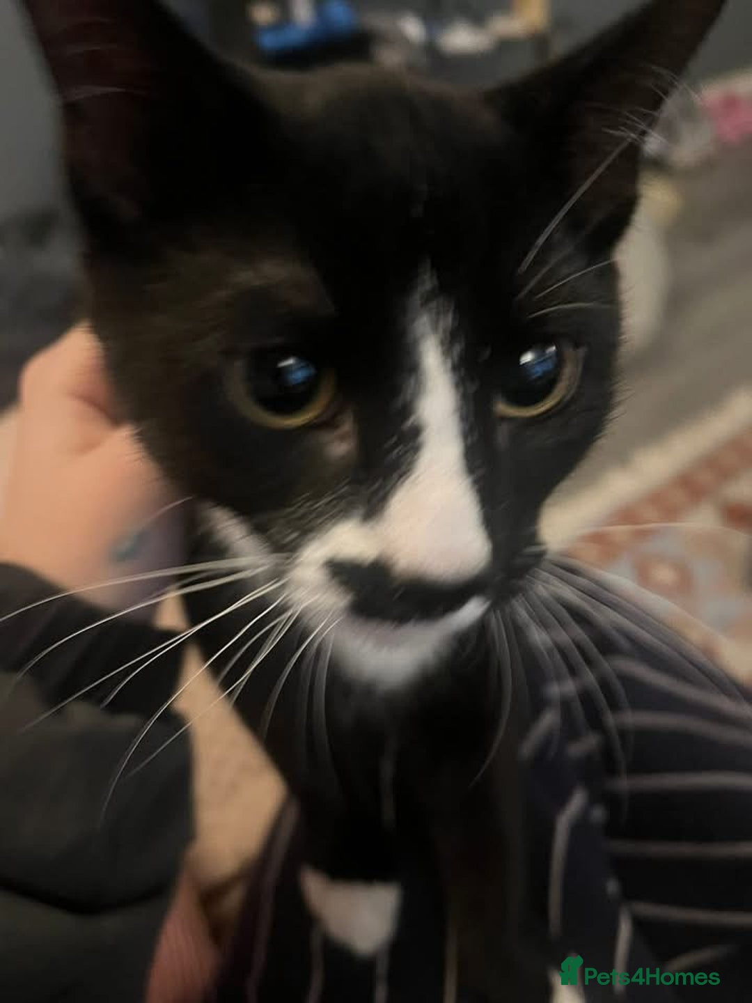 Mixed Breed cats for sale: Kitten for sale - Advert 1