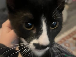 Mixed Breed cats Kitten for sale - Advert 1