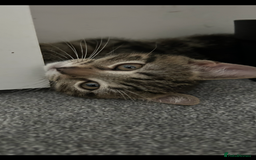 Mixed Breed cats for sale: REDUCED & READY NOW BSH x Tabby kittens  - Image 6