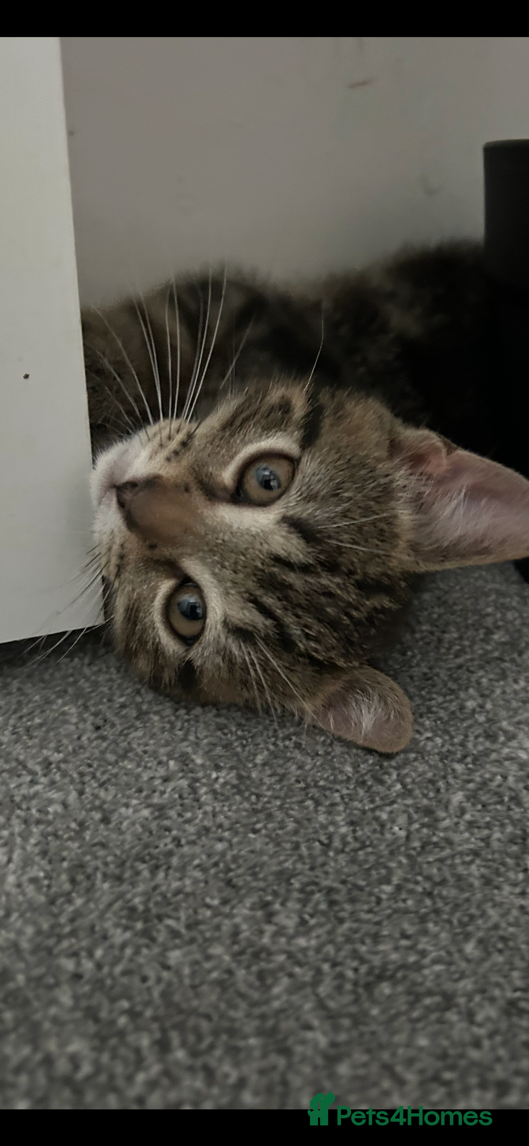 Mixed Breed cats for sale: REDUCED & READY NOW BSH x Tabby kittens  - Image 6
