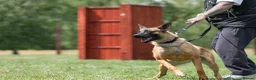 Belgian Shepherd Dog dogs for sale: KC registered Malinios bitch  - Advert 12