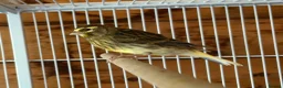 Canaries birds for sale: Canaries - mixed colours  - Advert 5