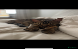 Bengal cats for sale: Bengal, Girl, 1yr old - Image 3