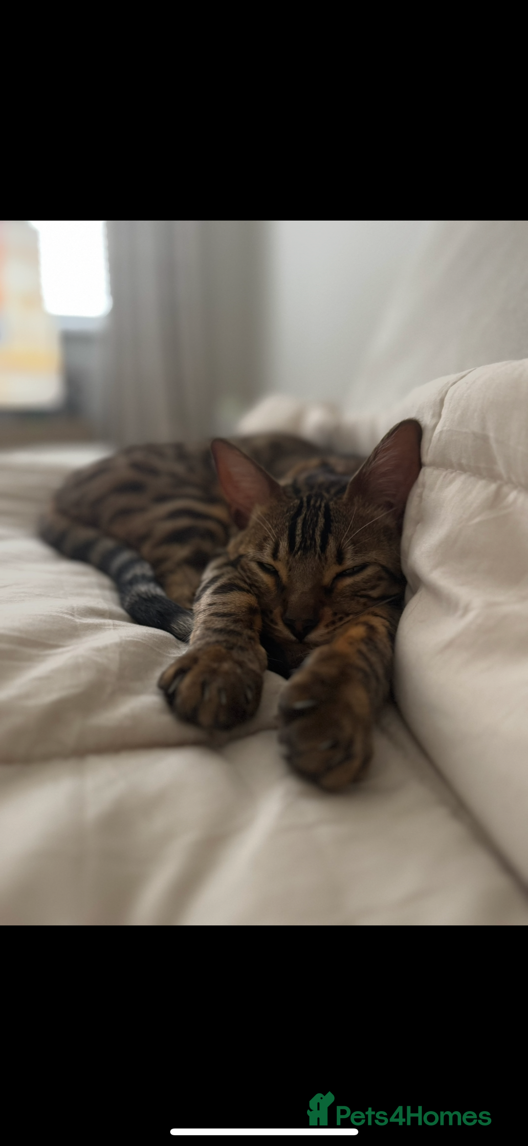 Bengal cats for sale: Bengal, Girl, 1yr old - Image 3