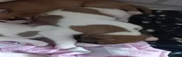 Whippet dogs for sale: 4 beautiful KC whippet puppies! - Advert 7