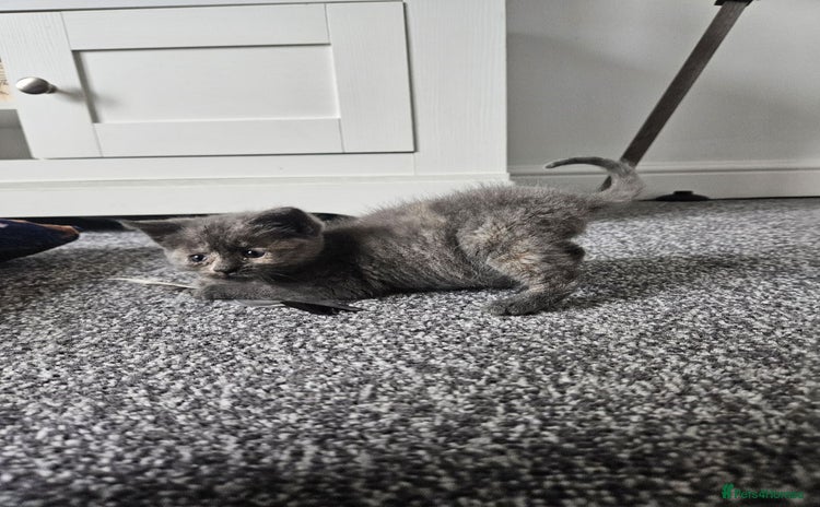 Mixed Breed cats - Advert 15