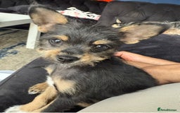 Chipoo dogs for sale: Male Mini Toy Poodle & Tea Cup Chihuahua - Image 2