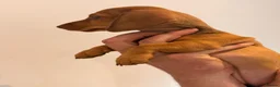 Dachshund dogs for sale: Miniature dachshund dapple boy and caramel girl - Advert 18