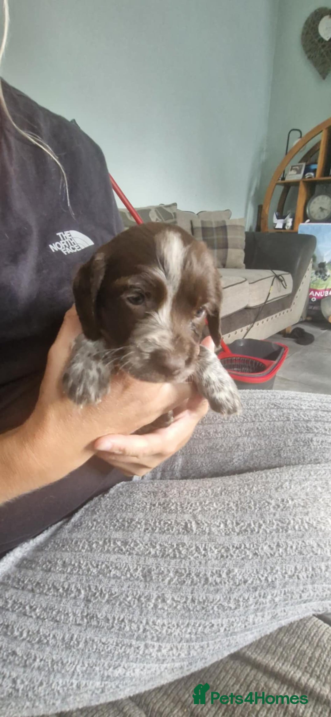 Sprocker dogs for sale: Sprocker puppies  - Image 5