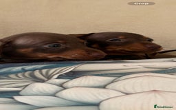 Miniature Dachshund dogs for sale: 5 Gorgeous chocolate and tan miniature dachshunds - Image 2