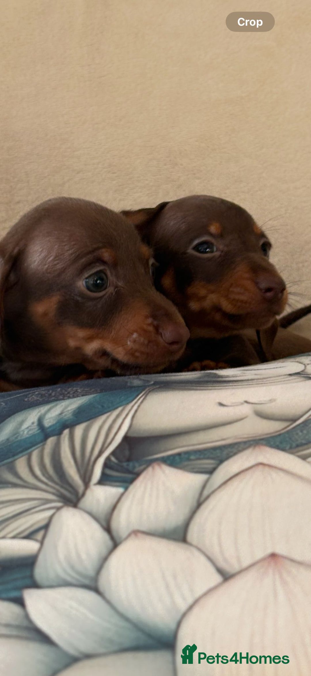 Miniature Dachshund dogs for sale: 5 Gorgeous chocolate and tan miniature dachshunds - Image 2