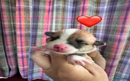 Welsh Corgi Pembroke dogs for sale: PEMBROKE CORGI PUPPIES  - they’ve arrived! - Image 5