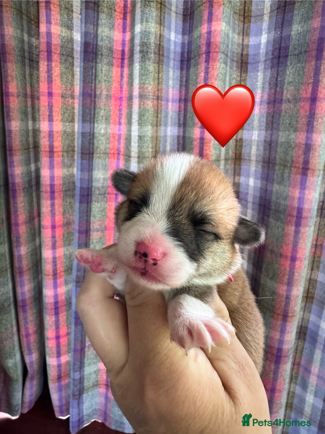 Welsh Corgi Pembroke dogs for sale: PEMBROKE CORGI PUPPIES  - they’ve arrived! - Image 5