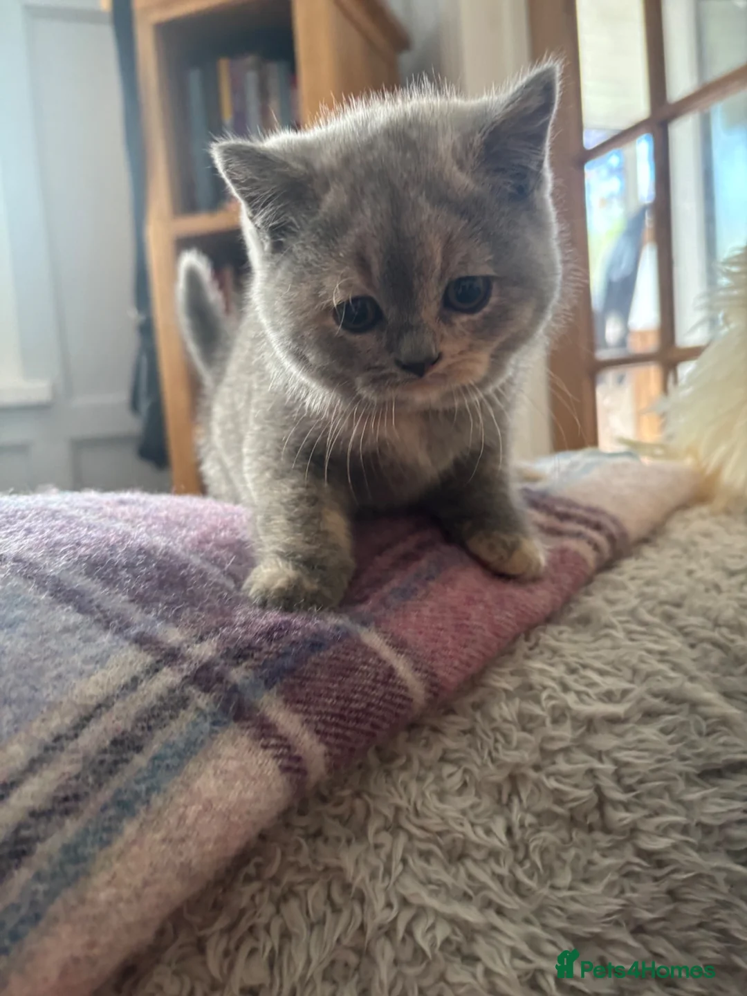 British Shorthair cats for sale: Stunning blue and cream bsh tortie GCCF reg!  - Advert 1