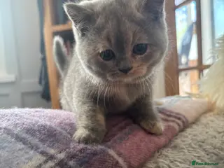 British Shorthair cats for sale: Stunning blue and cream bsh tortie GCCF reg! - Advert 2
