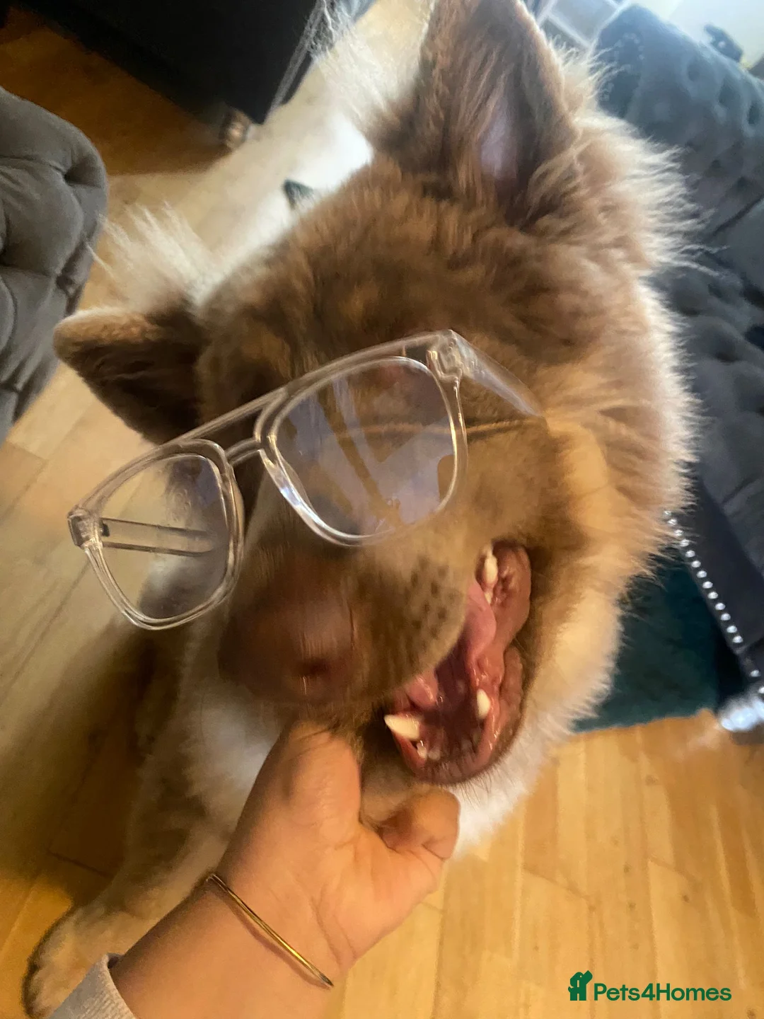 German Shepherd dogs for sale: Meet Sixty. Our Beautiful Isabella German Shepherd - Advert 14