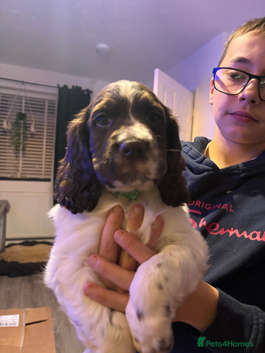 Cockerdor dogs for sale: Cockerdors  - Advert 21