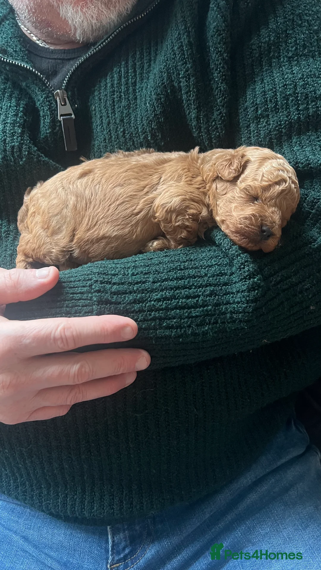 Toy Poodle dogs for sale: 💙Beautiful Toy Poodle Puppy, male, 9 weeks 💙 in Ipswich - Advert 4