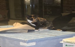 British Shorthair cats for sale: Loveable Kittens - Advert 5