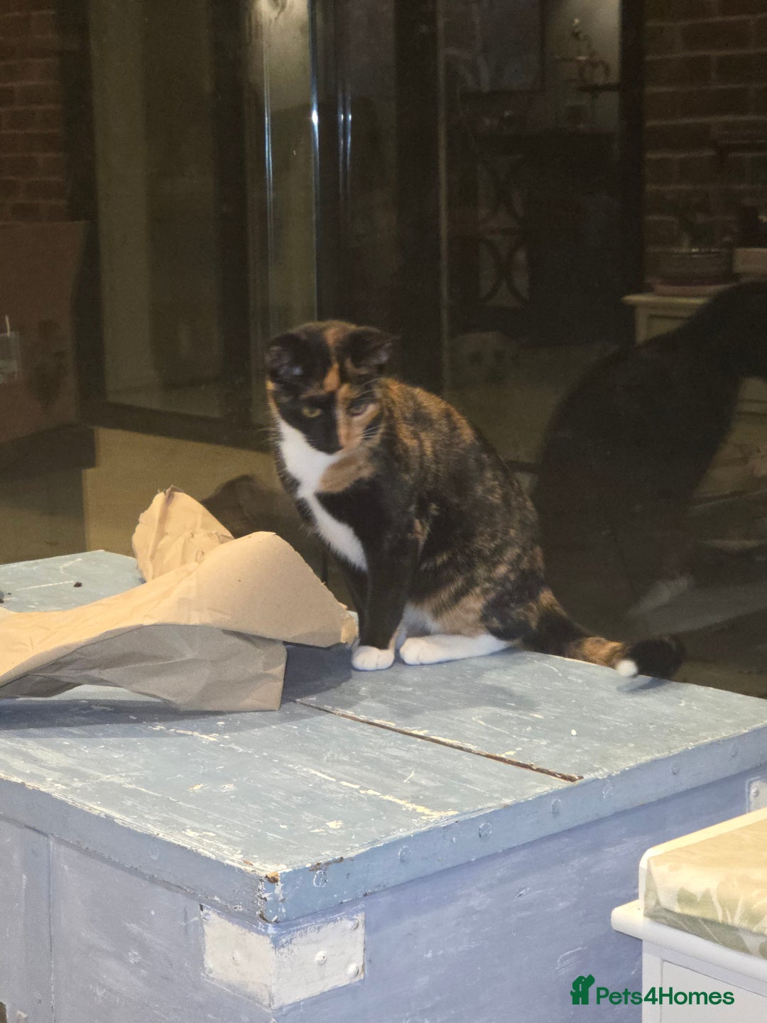 British Shorthair cats for sale: Loveable Kittens - Advert 5