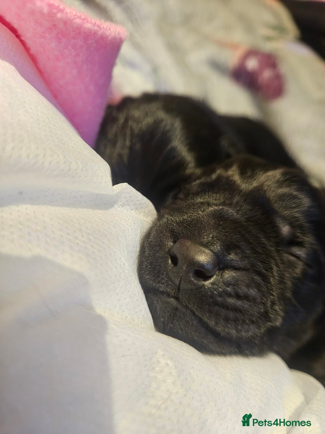 Labrador Retriever dogs for sale: Black labrador puppies - Advert 3