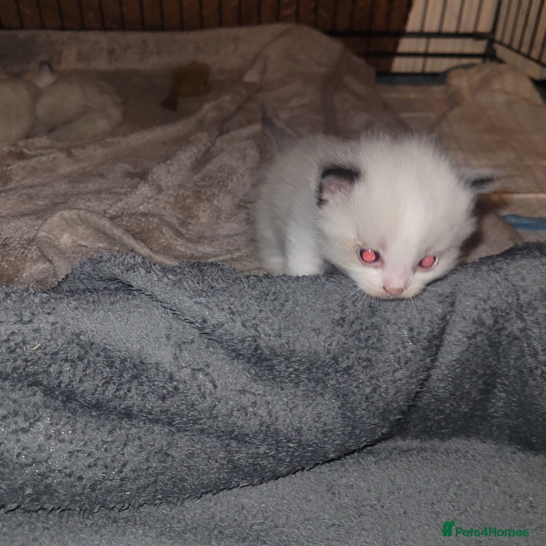 Ragdoll cats for sale: Ragdoll kittens for sale  - Advert 21