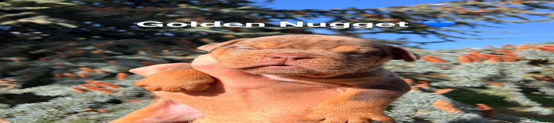 Golden nugget