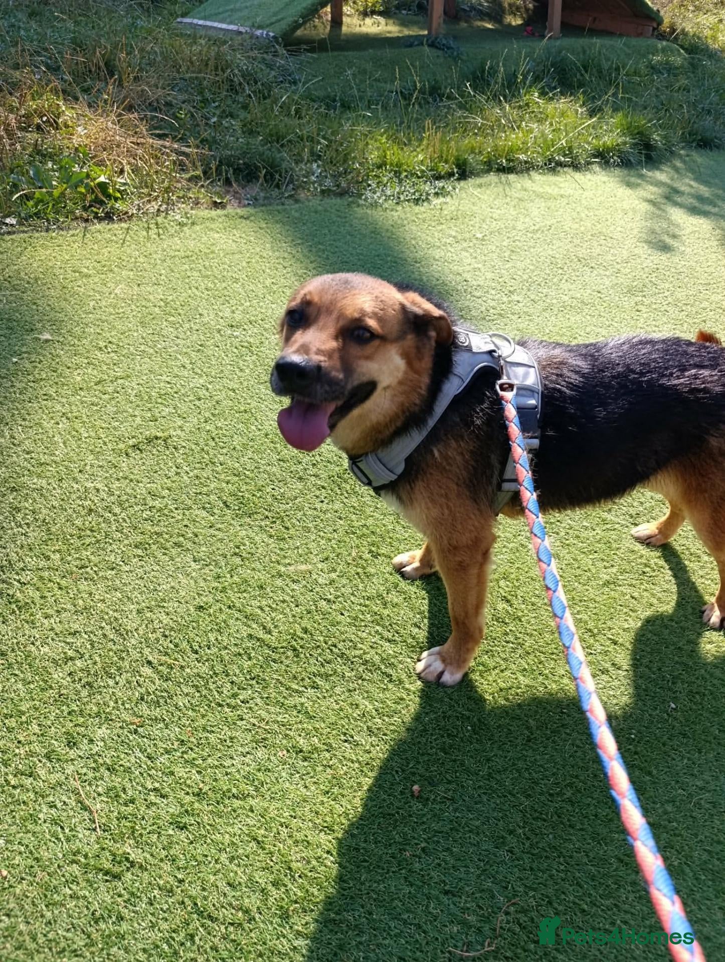 Mixed Breed dogs BRUTUS - Advert 2