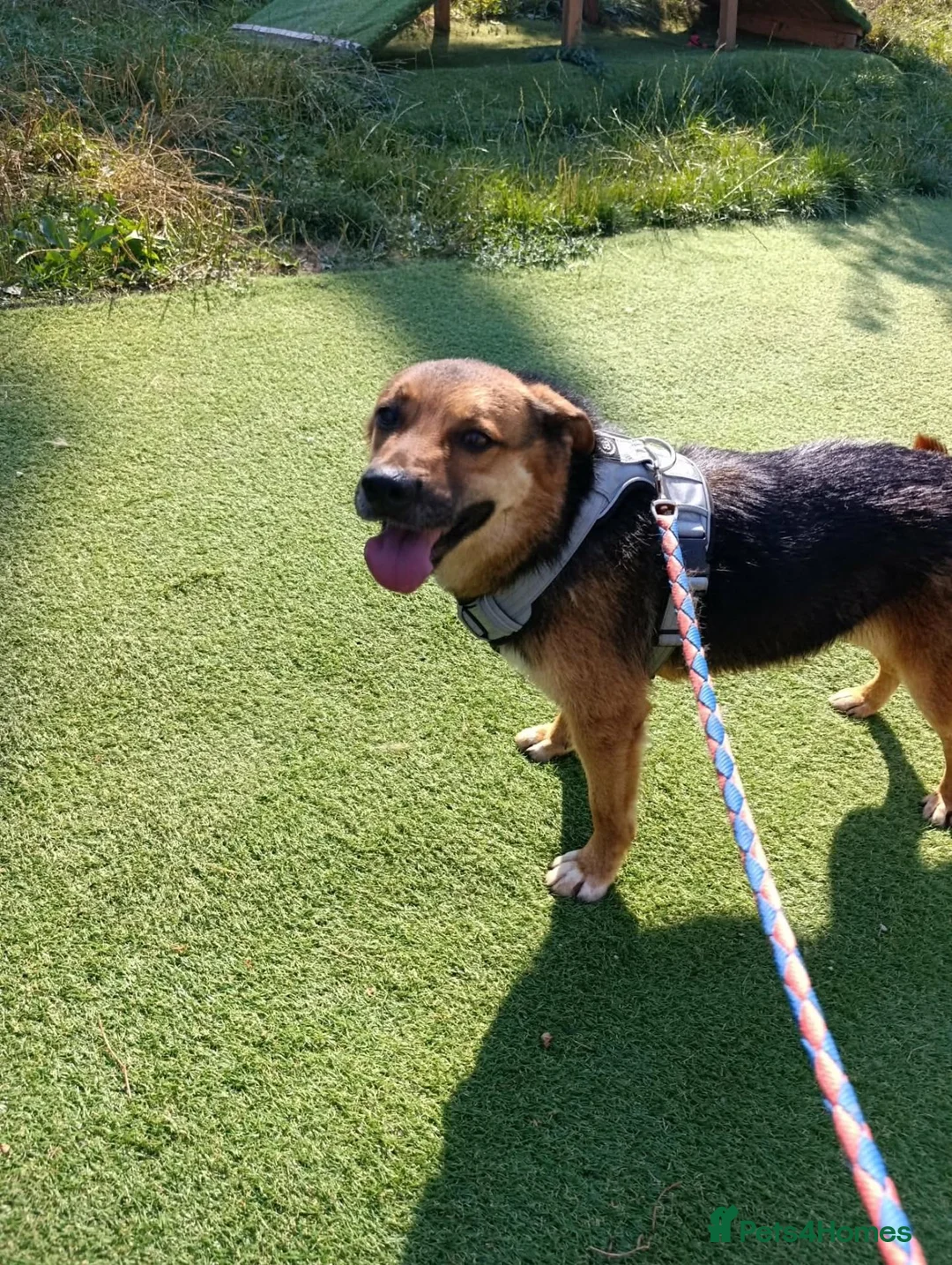 Mixed Breed dogs for adoption: BRUTUS - Advert 1