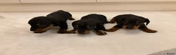 Miniature Dachshund dogs for sale: Dachshund Puppys 8 available  - Advert 28
