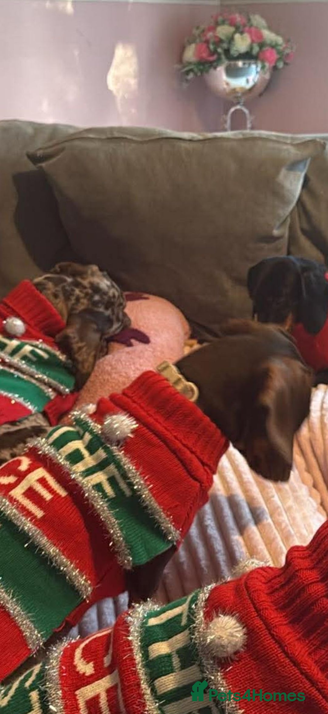 Dachshund dogs for sale: Coco is seeking his forever home  - Advert 4