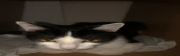 Mixed Breed cats for sale: Free Little girl Kitten in Birmingham - Advert 8