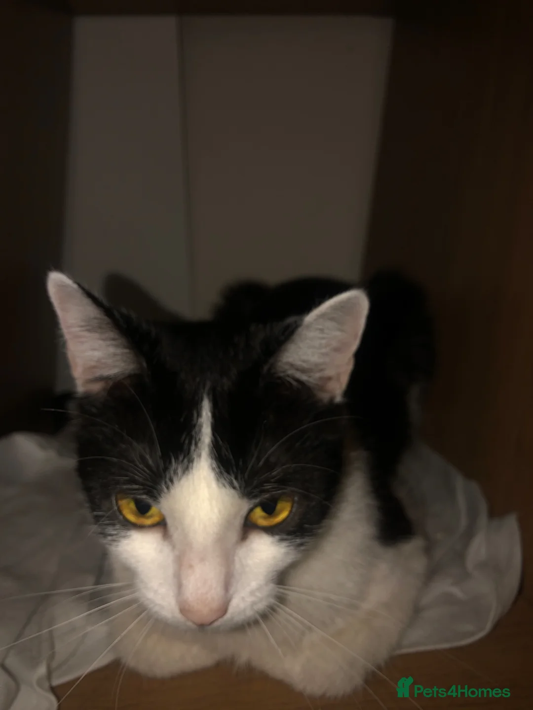 Mixed Breed cats for sale: Free Little girl Kitten in Birmingham - Advert 8
