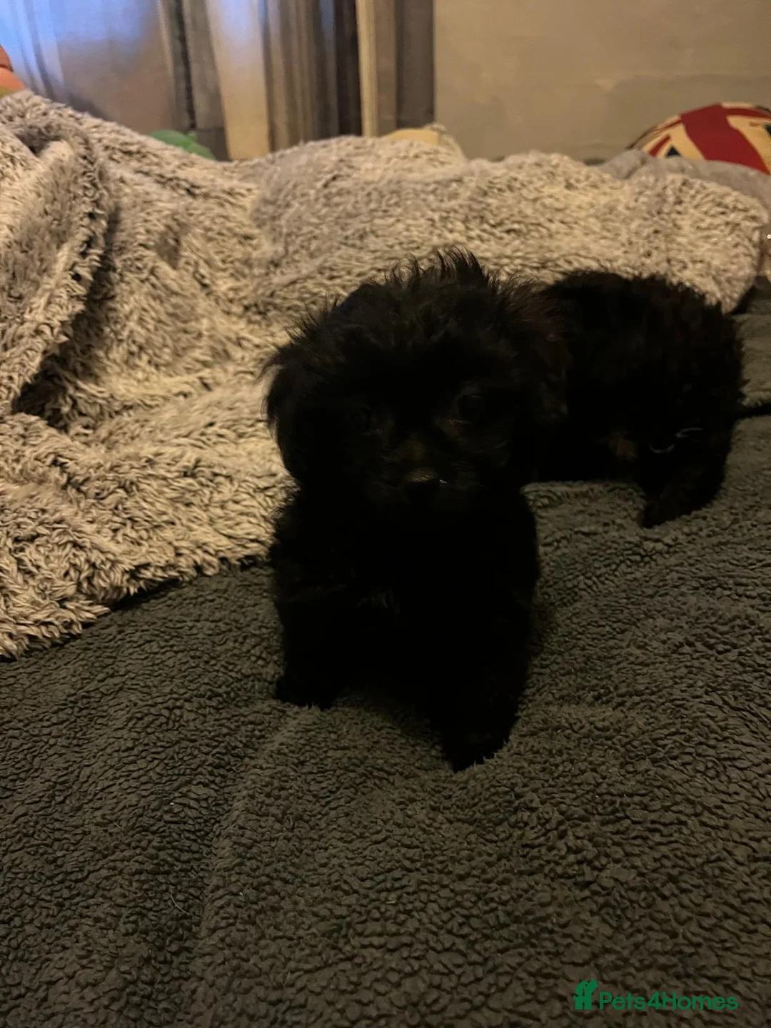 Shihpoo dogs for sale: Adorable shihpoo puppies available  - Advert 6