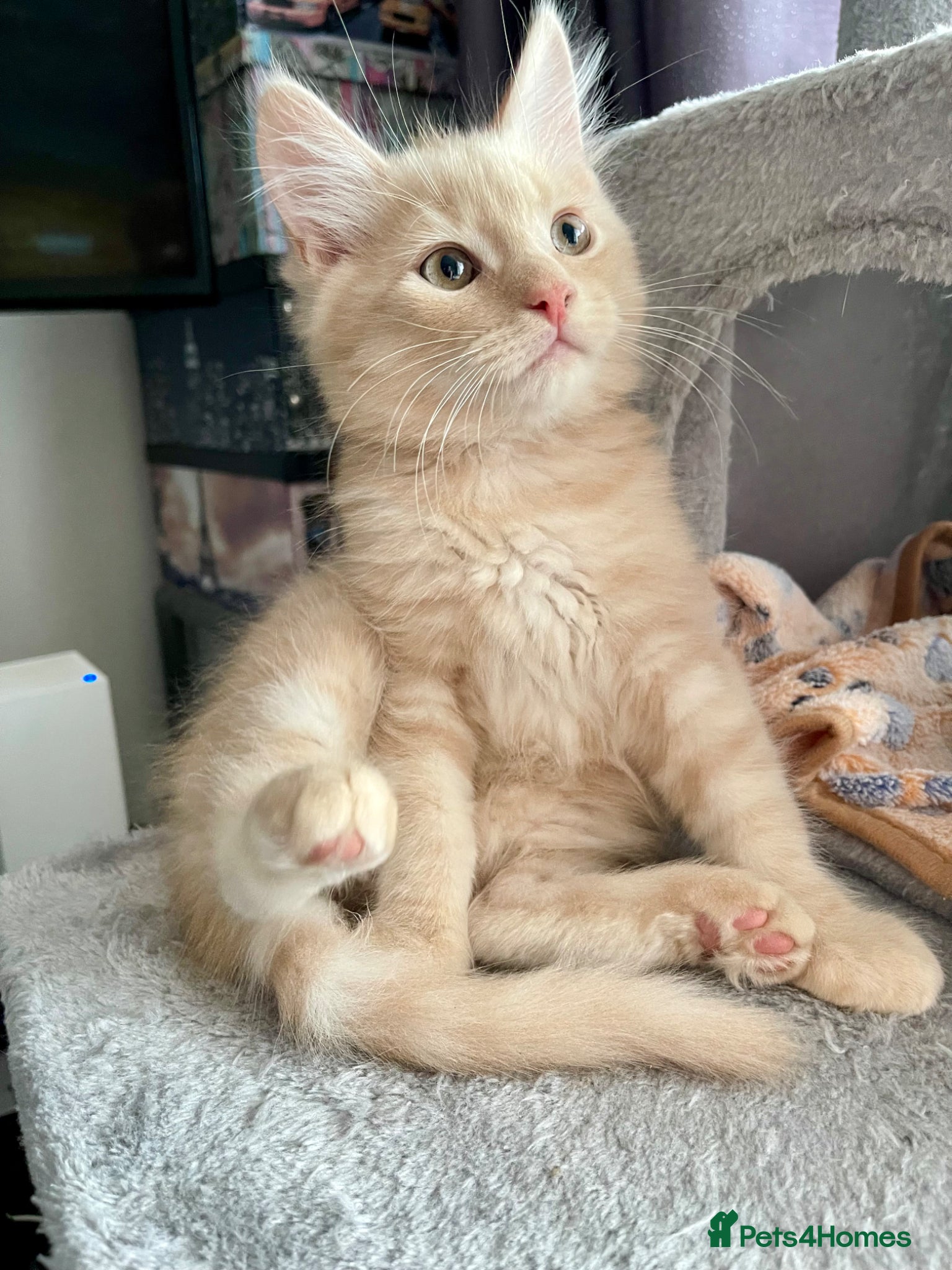 Mixed Breed cats 3/4 Maine Coon Kitten - Advert 2